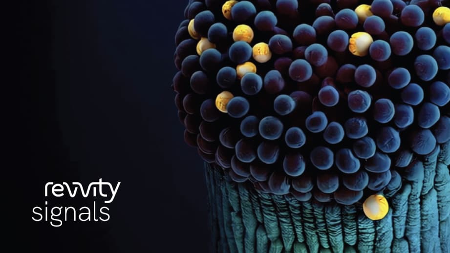 signals one hw-sw guide thumbnail - blueberries