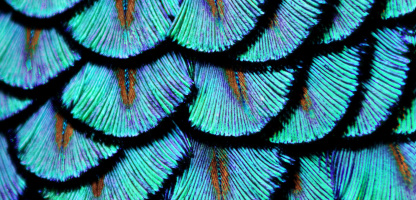 Signals One Data sheet header, blues, turquiose feather scallop design with black and orange centers